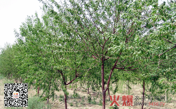 PG麻将在线玩:送丘健至州敕放作时任下邽县(图3) PG电子官方入口