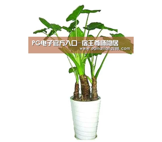 PG官方网站